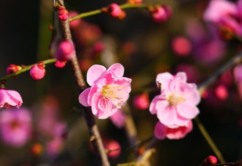Pink flower blooms of the Japanese ume apricot tree, prunus mume, in winter in Japan
