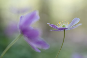 Fototapeta na wymiar Wood anemone fragility. A pink spring wildflower in soft focus and nice bokeh depicting, purity, hope and serenity.