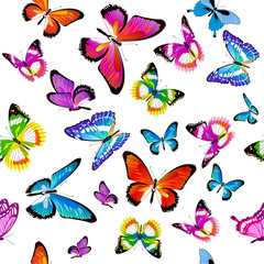 pattern beautiful color butterflies set