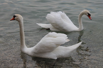 White swans on lake Garda Italy