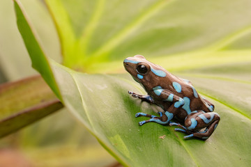 tropical poison dart frog Panama