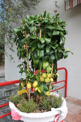 Lemon tree with ripe fruits in a flowerpot
