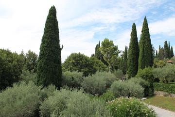 Delicate olive grove in Sirmione Italy