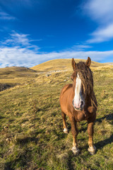 Fototapeta na wymiar Beautiful brown horse in poses under a blue sky