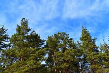  pines in the forest