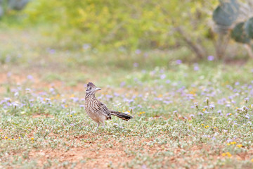 great Roadrunner walking on the grass and flowers