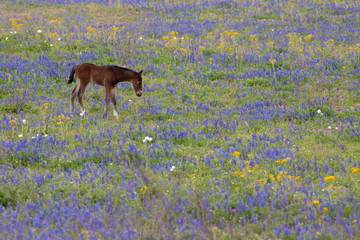 horse eating in a bluebonnet Lupinus texensis country