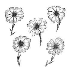 Retro black outline ink pen sketch of chamomile flowers. Hand drawn illustration of beautiful camomiles isolated on white background for botanical pattern design, greeting card decoration