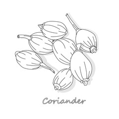 Fresh coriander or cilantro herb. Vector illustration isolated. Monochrome