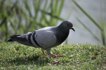 A dove walking by the river Guadalquivir