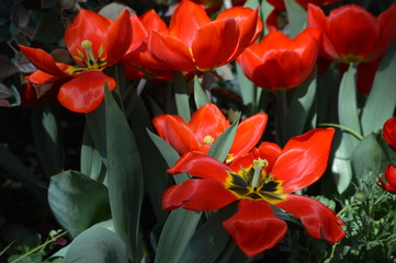 Tulips in the garden