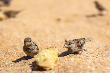 Sparrow on beach