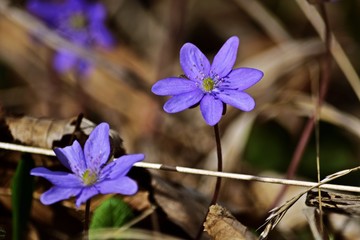Leberblümchen (Hepatica nobilis)