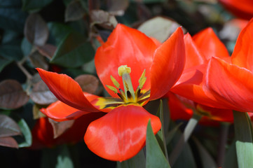 Tulips in the garden