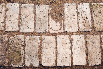 Brick path in the forest texture