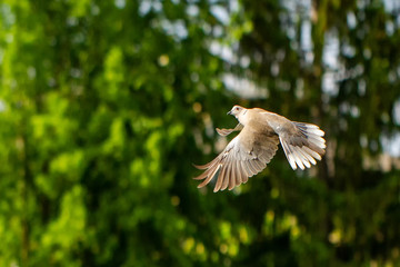 Dove
