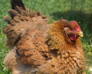 gallina sul prato