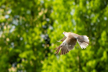 Dove