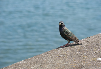 The common starling;