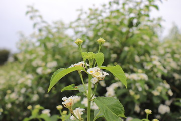 bee on flower