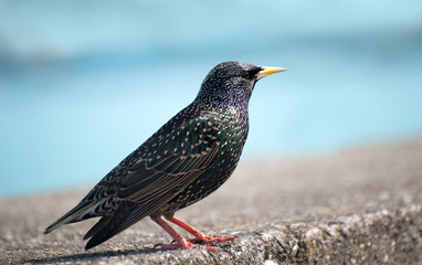The common starling