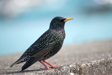 The common starling