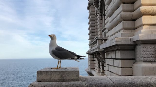Portrait einer M&ouml;we