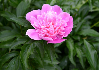 Large pink flower of a peony (Paeonia L.)