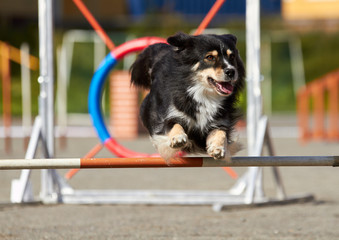 Border collie jumping on an agility training tire on a dog playground.