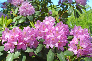 The blossoming pink rhododendron (Rhododendron L.)