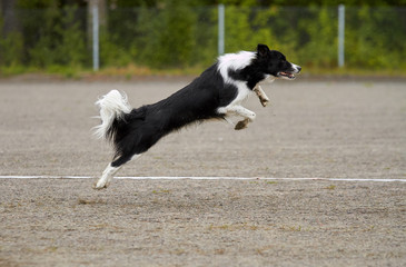 Border collie jumping on an agility training on a dog playground.