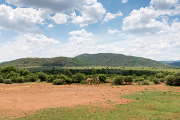 Fototapeta na wymiar Giraffes in South Africa.