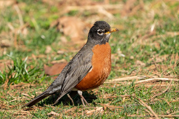 Male American Robin( turdus migrators) looking for breakfast on spring morning.