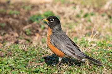 American Robin (turns migrators) looking for worms on spring morning.