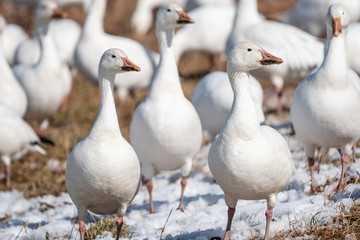 Snow goose (Chen caerulescens) in snowy field.