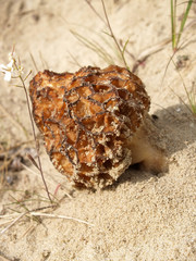 Morel conic (Morchella conica Pers.) grows on sand