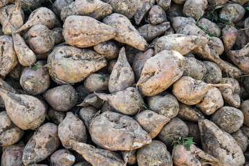 heap sugar beets, for background or texture
