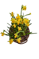 Daffodils in a wicker basket on a white background. View from above.