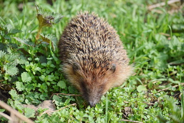 Hedgehog on the Grass Sprng Animals Stock Photo