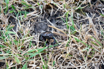 Lucanus Cervus Large Rare Beetle Endangered Female in Grass Stock Photo