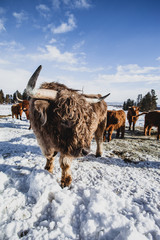 Cow in snow