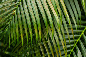Green branches of palm trees in the daylight.