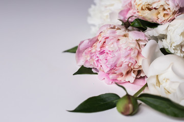 Closeup of beautiful pink and white Peonie flower on light background