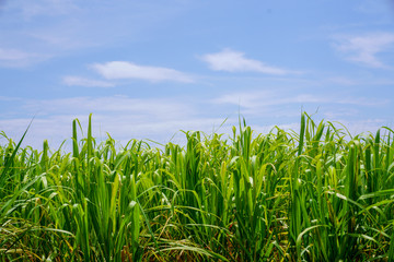 波照間島の風景