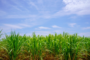 波照間島の風景