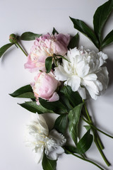 Obraz na płótnie Canvas Closeup of beautiful pink and white Peonie flower on light background