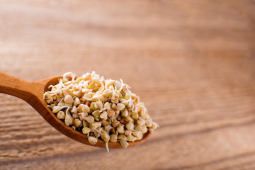 sprouts of buckwheat groats on wooden spoon