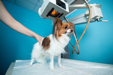 The domestic dog stands on the table under the X-ray machine. Vet clinic
