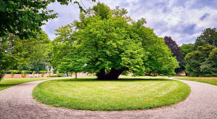 Big old tree in the park. Schwerin, Germany