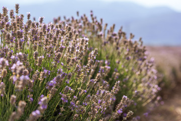 Obraz premium Blooming lavender in a field at sunset.